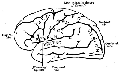 Fig. 13.--Side view of left hemisphere of human brain, showing the principal localized areas.