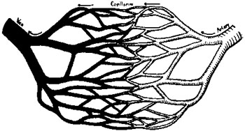 DIAGRAM OF ARTERY, CAPILLARIES, AND VEIN