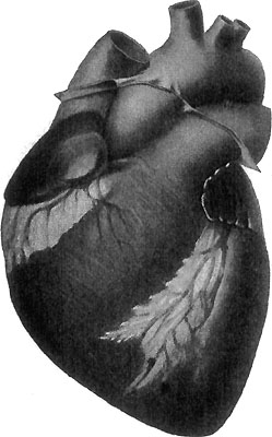 THE EXTERIOR OF THE HEART