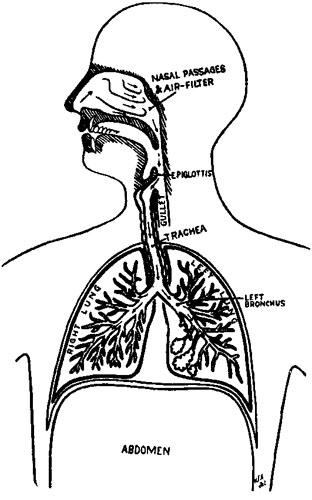 DIAGRAM OF THE AIR TUBES AND LUNGS