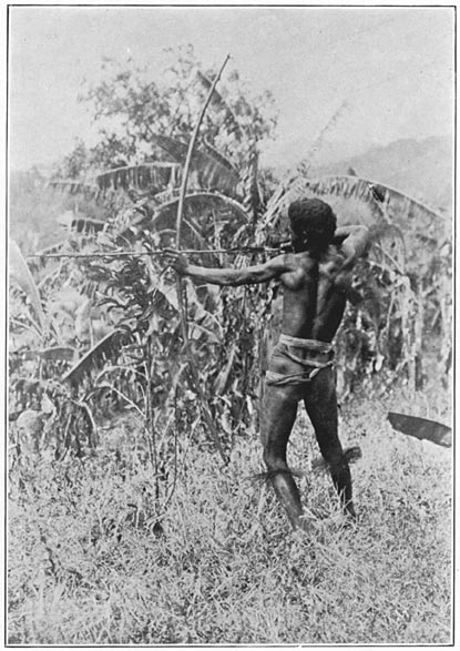 Negrito man of Bataan drawing a bow; hog-bristle ornaments on the legs.