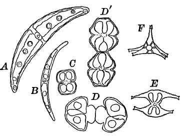Fig. 20.