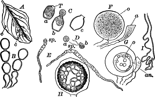 Fig. 33.