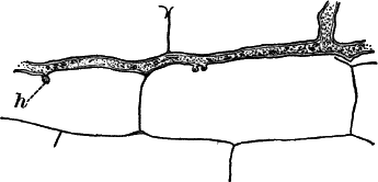 Fig. 34.