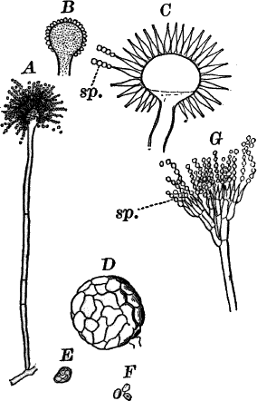 Fig. 42.