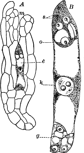 Fig. 79.