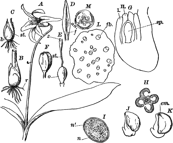 Fig. 81.