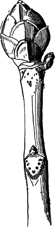 Fig. 92.