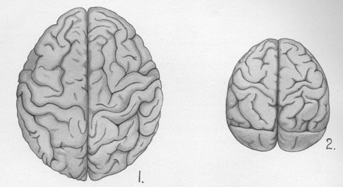 SURFACE VIEW OF THE BRAINS OF MAN (1) AND CHIMPANZEE (2)