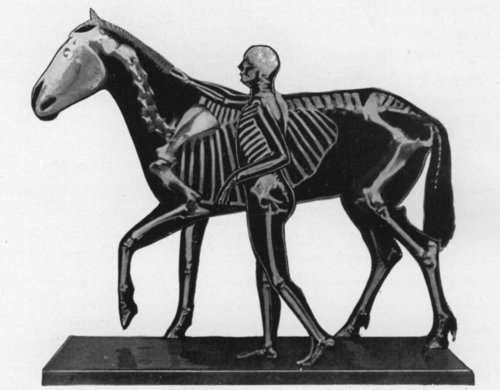 COMPARISONS OF THE SKELETONS OF HORSE AND MAN