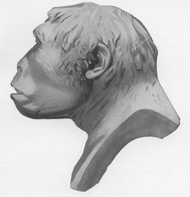 PROFILE VIEW OF THE HEAD OF PITHECANTHROPUS
