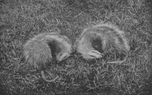 TWO OPOSSUMS FEIGNING DEATH