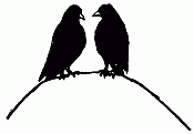 blackbirds