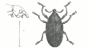 Fig. 3.

Larinus mellificus, Jekel.