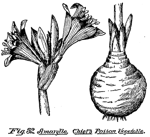 Fig. 32. Amarylla. Chief's Poison Vegetable.