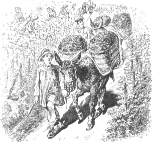 man leading donkey with panniers of grapes