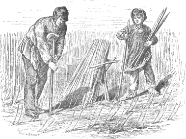 man and boy placing vine stakes