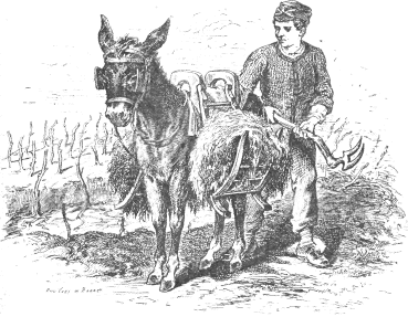 boy with donkey placing hay around vines