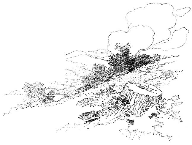 Heuvellandschap met boomstronk op voorgrond.