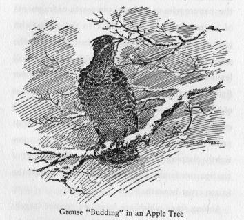 Grouse "Budding" in an Apple Tree
