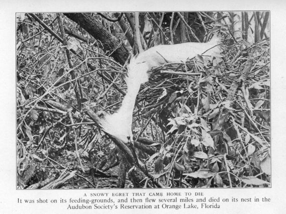 A Snowy Egret that came home to die.  It was shot on its feeding-grounds, and then flew several miles and died on its nest in the Audubon Society's Reservation at Orange Lake, Florida.