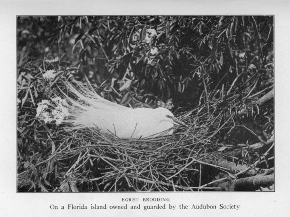 Egret brooding on a Florida island owned and guarded by the Audubon Society.