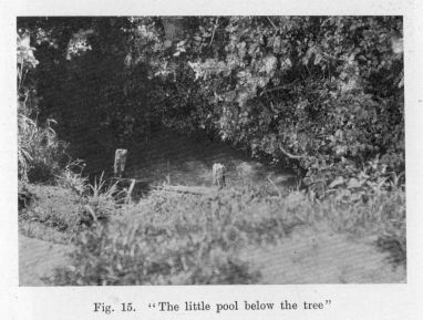 Fig. 15.  "The little pool below the tree"