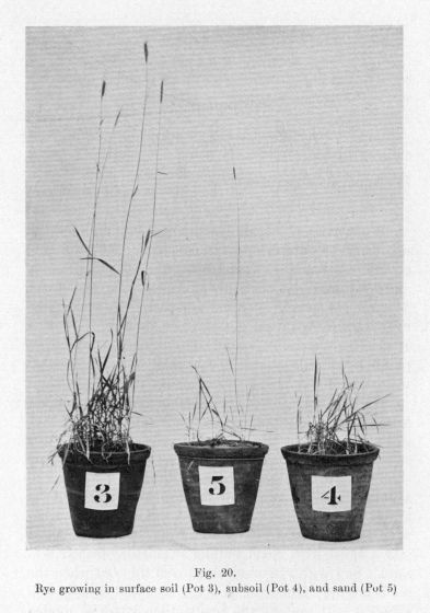 Fig. 20.  Rye growing in surface soil (Pot 3), subsoil (Pot 4), and sand (Pot 5)