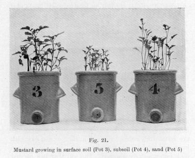Fig. 21.  Mustard growing in surface soil (Pot 3), subsoil (Pot 4), sand (Pot 5)