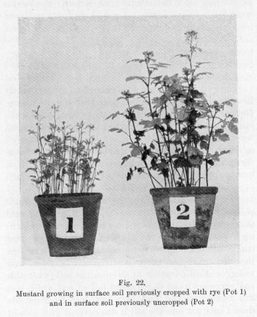 Fig. 22.  Mustard growing in surface soil previously cropped with rye (Pot 1) and in surface soil previously uncropped (Pot 2)