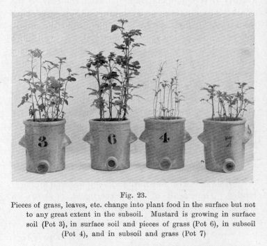 Fig. 23.  Pieces of grass, leaves, etc. change into plant food in the surface but not to any great extent in the subsoil. Mustard is growing in surface soil (Pot 3), in surface soil and pieces of grass (Pot 6), in subsoil (Pot 4), and in subsoil and grass (Pot 7)