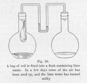 Fig. 28.  A bag of soil is fixed into a flask containing lime water.  In a few days some of the air has been used up, and the lime water has turned milky