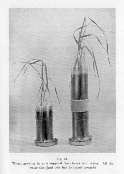 Fig. 31.  Wheat growing in soils supplied from below with water.  All the water the plant gets has to travel upwards