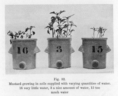 Fig. 32.  Mustard growing in soils supplied with varying quantities of water.  16 very little water, 3 a nice amount of water, 15 too much water