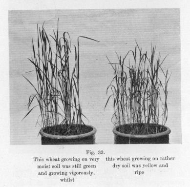 Fig. 33.  This wheat growing on very moist soil was still green and growing vigorously, whilst this wheat growing on rather dry soil was yellow and ripe