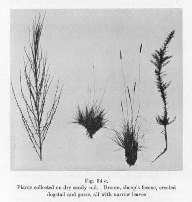 Fig. 34 _a_.  Plants collected on dry sandy soil. Broom, sheep's fescue, crested dogstail and gorse, all with narrow leaves
