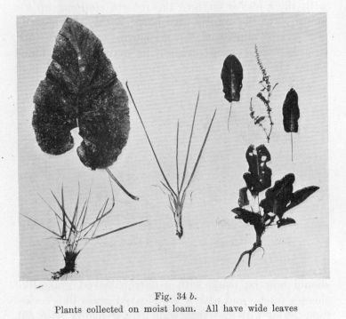 Fig. 34 _b_.  Plants collected on moist loam.  All have wide leaves