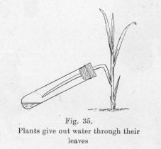 Fig. 35.  Plants give out water through their leaves