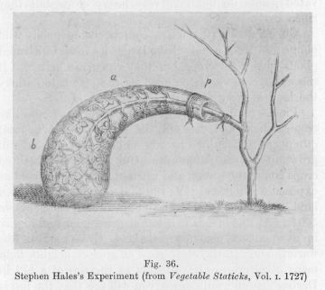 Fig. 36.  Stephen Hales's Experiment (from _Vegetable Staticks_, Vol. I. 1727)