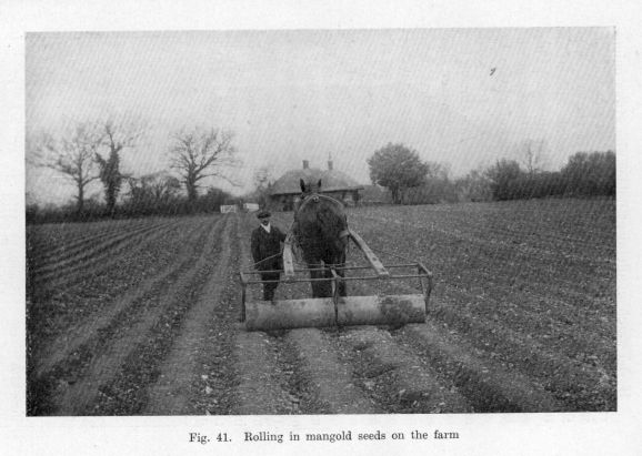 Fig. 41.  Rolling in mangold seeds on the farm