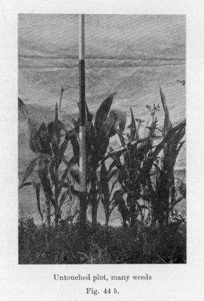 Fig. 44 _b_.  Untouched plot, many weeds