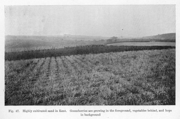 Fig. 47.  Highly cultivated sand in Kent.  Gooseberries are growing in the foreground, vegetables behind, and hops in background