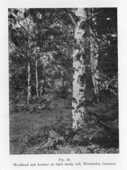 Fig. 49.  Woodland and heather on light sandy soil, Wimbledon Common