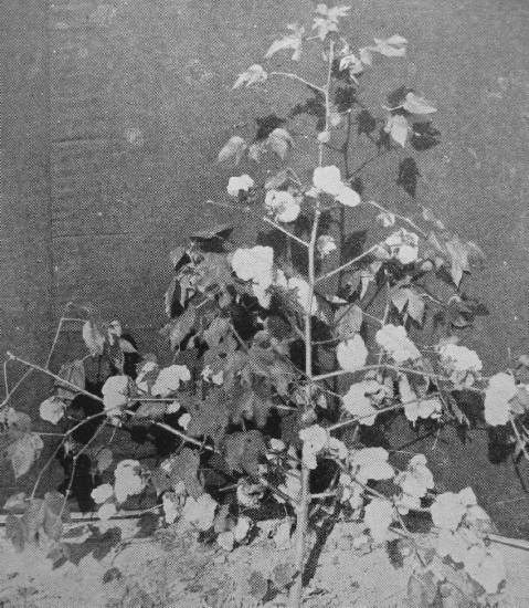 UPLAND COTTON PLANT WITH FULLY DEVELOPED BOLES