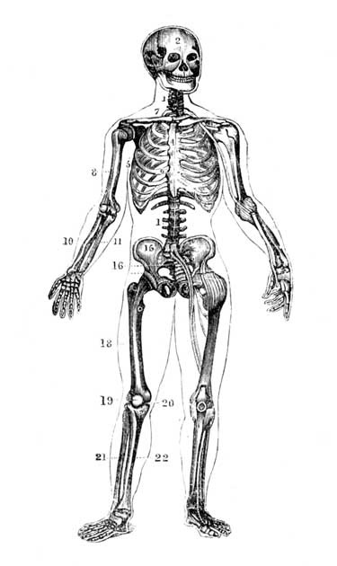 Drawing of humaan skeleton