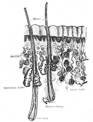 Sections of the skin,