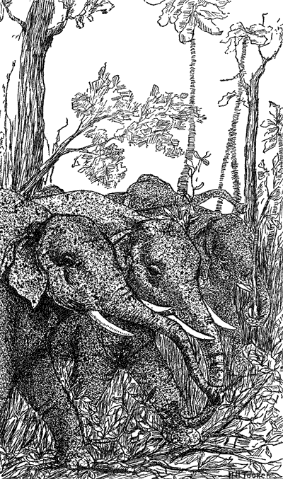 Through the forest jungle rushed the elephants, trampling down the trees and bushes. Page 24.