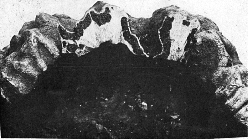 Fig. 856. Engleromyces Gœtzei.