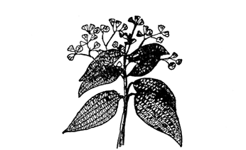 Fig. 10. Cinnamon