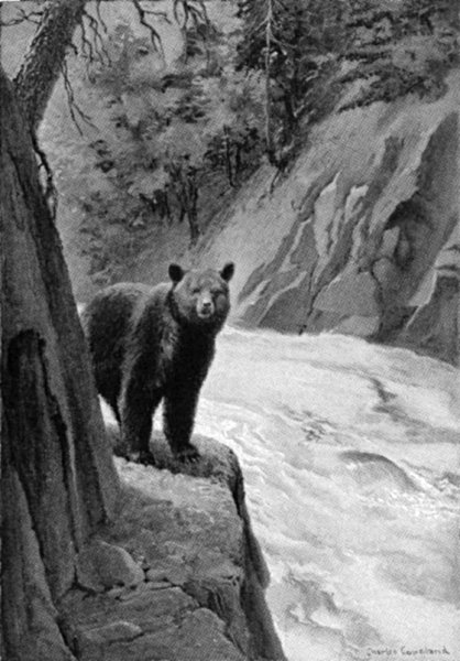 “THERE AT A TURN IN THE PATH, NOT TEN YARDS AHEAD, STOOD A HUGE BEAR.”